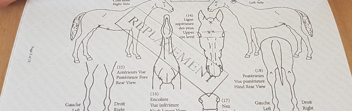 equine passport diagram  scott dunn u0026 39 s equine clinic