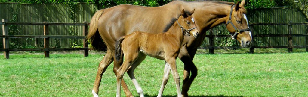 Foal with mother