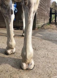 Clear rear view of horse's hooves