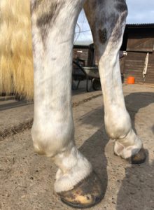 Clear image of horse's hooves