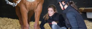 Vet and nurse examining horse