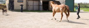 Brown horse lunging